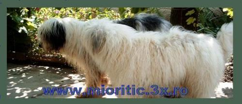 http://www.mioritic.3x.ro